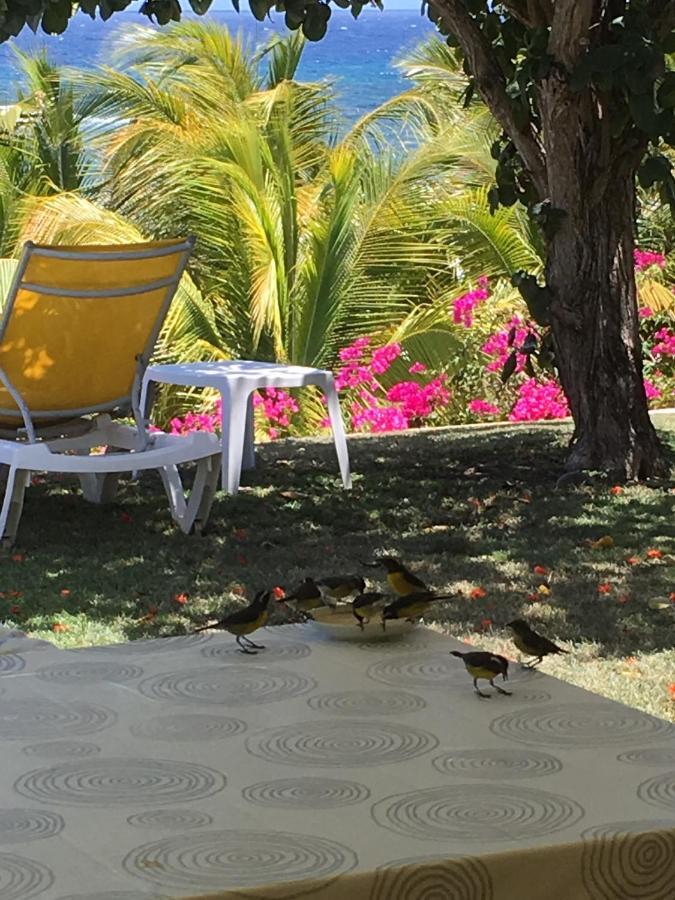 Villa Guadeloupe Saint Francois Acces Mer Piscine Iguana Bay - Villa Zagadi מראה חיצוני תמונה
